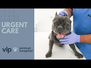 VIP Animal Hospital | Urgent Care