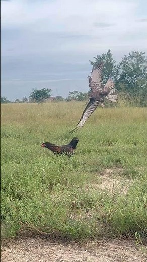 Eagle hunting a big bird of prey on the ground