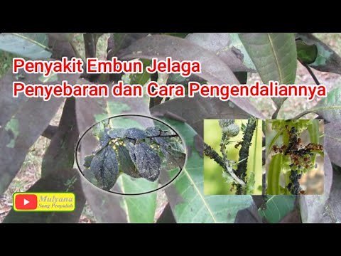 Penyakit Embun Jelaga Penyebaran & Cara Pengendaliannya