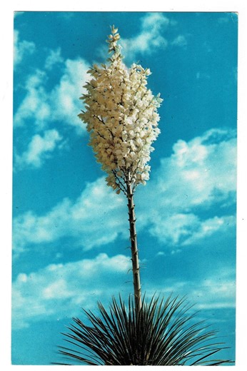 1950s Desert Yucca in Bloom Postcard, Get Lucky Vintage - Etsy