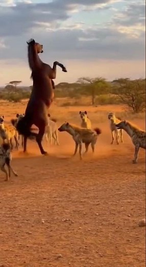 Fatal Error Zone: The Counterattack within the Hyena Circle