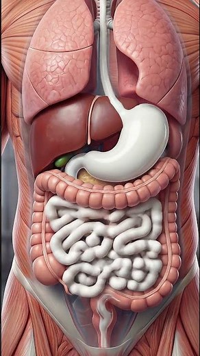 How Milk Is Digested Inside the Human Body | 3D Realistic Anatomy Animation