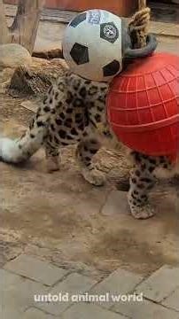 why don't snow leopard attack Humans do you know 🤔#shortvideo#animals#goviral