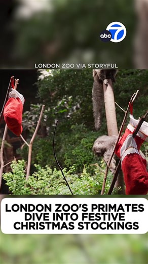 Merry Christmas! Here’s a look at how the London Zoo celebrated with their primate residents. The residents got stockings and sacks filled with their favorites treats for the holiday! | ABC7