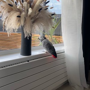 15K views · 2.5K reactions | on his favourite spot 浪 | Kelo the African Grey | Facebook