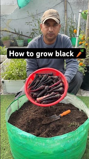 how to grow black carrots #gardening #growbag #agriculture #carrots