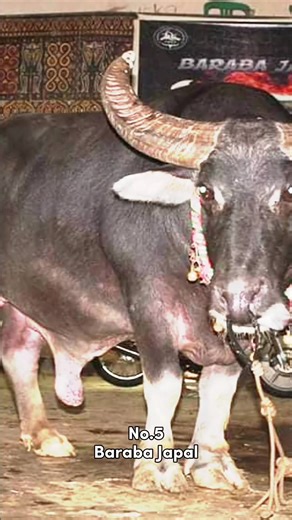 lepas tabrak kpts part 1 🥵🥶open req | maaf kalau ada yg salah🙏🏻 #lepastabrak #kpts #top5 #foryoupage #fyp