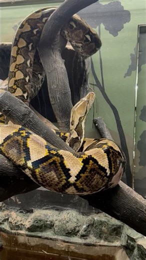 This Enormous #Python Raises Its Head Like a Dragon