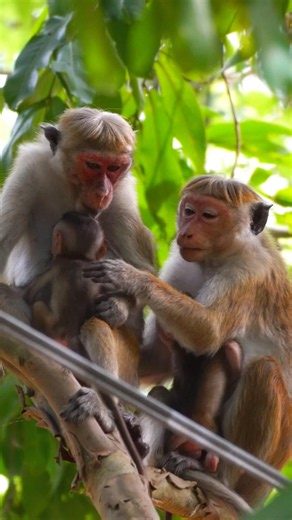 The Sweetest Monkey Moms You’ll Ever See 🥹🐒 | Baby Toque Macaques Stay Safe #monkey