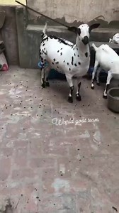 Masha Allah beautiful heavyweight top class quality barbare 85068 80253 | World goat team