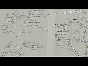 Frog. Structure of heart.part 1