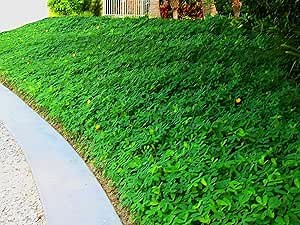Ornamental Peanut Grass - 20 Live Fully Rooted Plants - Arachis Glabrata