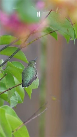 Bee vs Hummingbird | GH7 + 300mm f4 Wildlife Moment
