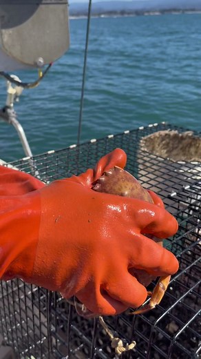 Sea lice ate a Stone Crab in our Crab trap today. Weekend at Burnies two! #fishtok #fishing #crab #natgeo #fishingtiktoks #nationalgeographic