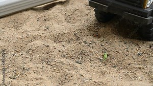 Thread-waisted wasp digging a hole in sand to bury another insect