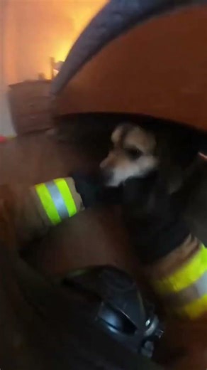 🚒 Firefighter ￼body camera captures heartwarming rescue.￼