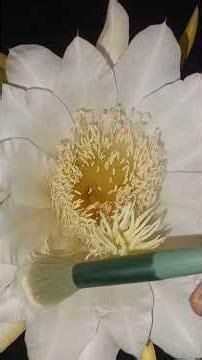 How to Pollinate Dragon Fruit Flowers at Night 🌵✨ | Step-by-Step Guide #dragonfruit #cactusflower