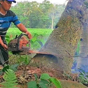 733K views · 2.6K reactions | The best skill man cutting down coconut tree from bottom tree stand near home | Making Video | Facebook
