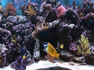 Ambient Water DVD: The Ultimate Video Aquarium Trailer