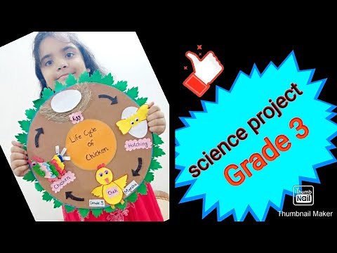 Life cycle of hen /Science project/Grade 3 /tutorial / DIY