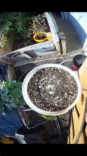 AI Bird Feeder Refuses Entry Without Proper Wing ID - 01 October 2025 #homelab #garden #shorts