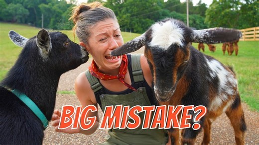 What it actually takes to get goats!