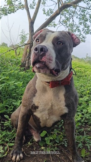 These 3 Dogs Can Save You From a Pitbull 🐕🤯 #max #pitbull #facts #dogvideos #dogshorts #pets #dog