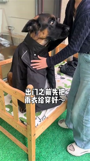 算了和你们不养狗的人说不清楚#不养狗不知养狗的乐趣 #养狗人 #下雨天遛狗 #遛狗日常 #养狗vlog