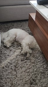 949K views · 20K reactions | Chicken always wins  #maltese #chicken | Toby LittleDude | Facebook