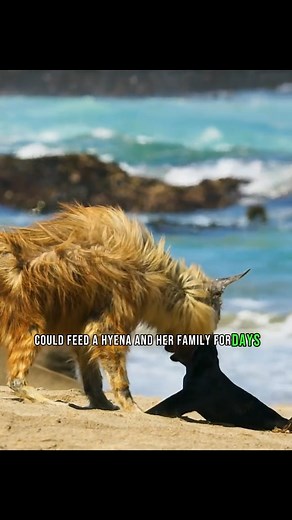 This animal is a whole mood 😌 | DS Fun