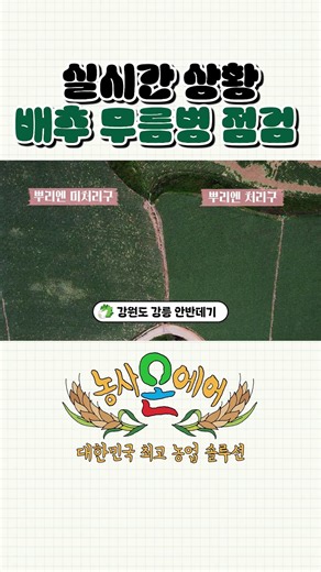 [실시간 강원도 상황] 배추 무름병, 뿌리혹병 긴급점검! 실제 효과 비교