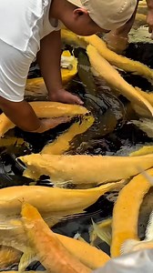 An arowana farm raises the coveted "dragon fish" in large ponds or tanks, focusing on breeding high-value varieties like Super Reds or Gold Crossbacks, using natural conditions and selective breeding for color and scale perfection, with males mouthbrooding eggs for protection, and farms in Asia (Singapore, Malaysia, Vietnam) specializing in these valuable, lucky fish for a global market #arowana #animals #fishing #aquarium | Hendrix backyard TV