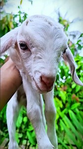 Baby goat sounds 💕#beautifullgoats #goat #whitegoat #funny #animals