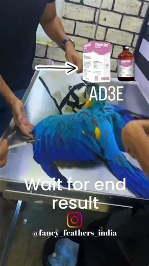 How to improve feather quality colour shine and plumage with AD3E supplements for Blue gold Macaws.