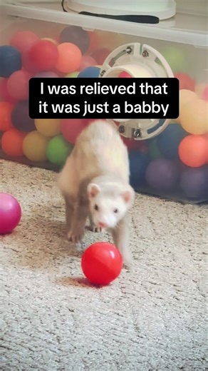 Chubby Ferret 'Babby' Found - Ferret Life
