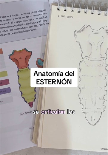 Datos sorprendentes sobre el esternón que debes conocer