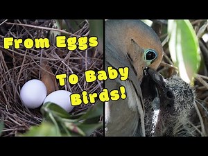 Watching Mourning Doves raise their babies in a nest!