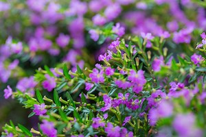 Cuphea, Mexican Heather, Firecracker Plant | Petitti Garden Centers