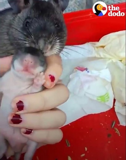 Rat Shows Off Her Baby To Human Mom | The Dodo