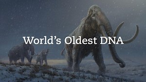 World’s Oldest DNA – 1.2 Million Years Old – Reveals How Mammoths Evolved