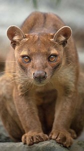 Mysterious Predator of Madagascar – The Fosa At first glance, you may wonder what it is — a cat? A monkey? Actually, it’s the Fosa — an oversized mongoose found only in Madagascar. Though it looks like a wild cat, it’s actually a distant relative of the mongoose. With elastic-like limbs and retractable claws like a cat, the fosa can effortlessly climb trees and leap between branches with gymnastic ease. It mainly preys on lemurs, especially the Indri species. Interestingly, it marks its territor