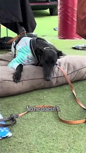Bringing your dog everywhere isn’t responsible dog ownership