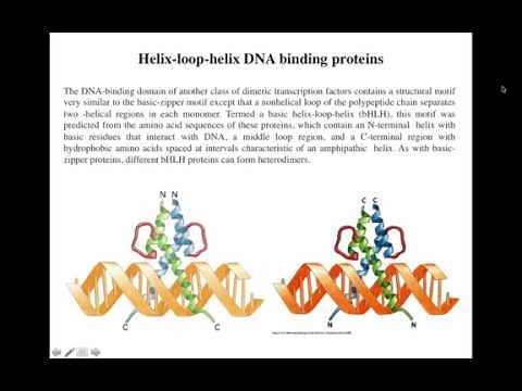 Lecture 5 Helix loop Helix motifs