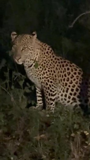 Loskop Dam Nature Reserve Leopard Sighting