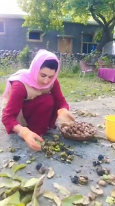 اخروٹ The walnut harvest season in Chitral. | Pakistan's Culture & Tourism Updates