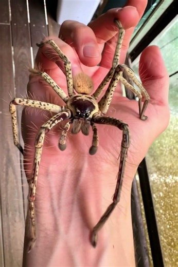 giant huntsman spider #spider