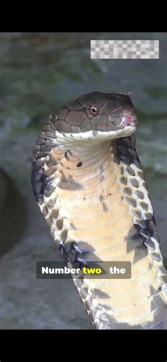 Top 5 dangerous snakes for kids to learn about! #kids #snakes #learning #cool