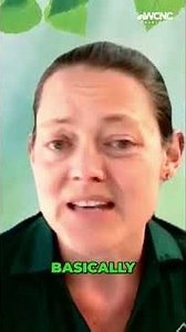 These snakes are illegal to kill in North Carolina