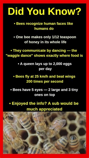 Facts About Honey Bees That Will Shock You 🐝🍯
