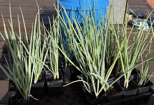UH develops new green onion that’s easier to grow